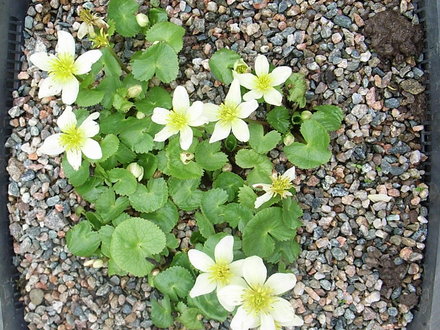 Caltha palustris 'Alba' (Caltha palustris 'Alba')