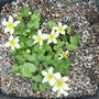 Caltha_palustris__alba_