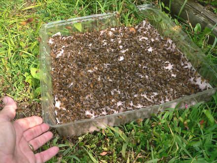 Feeding the Honey Bees