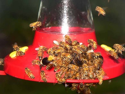 Honey Bees 2005