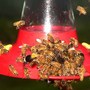 Bee_honey_swarmfeeder_7-30-05_exc