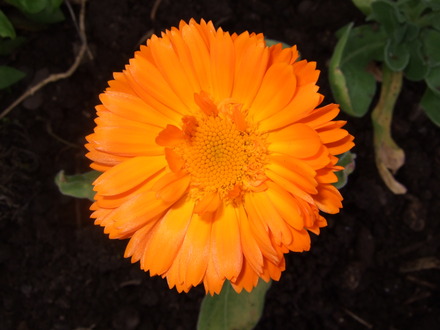 Calendula 'Orange King' (Calendula 'Orange King')