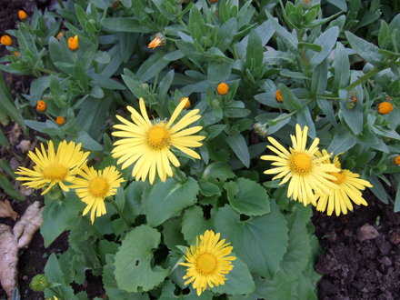 Doronicum & Calendula (Doronicum orientale)