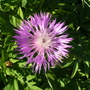 Centaurea_dealbata__steenbergii_31_05_09