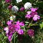 Self-sown Candytuft (Iberis)