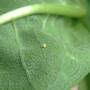 Monarch_egg_just_laid_7-26-07_exc_sm