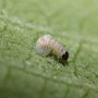 Monarch_cat13_hatch11_8-06-03_touchleaf