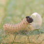Monarch_cat13_hatch21_8-06-03_eatshell_lightened
