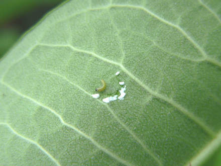 Starting To Eat Milkweed (Asclepias syriaca Common Milkweed)