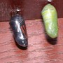 _7_mabon_a_justbeforeemerging_8-28-03