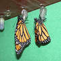 Monarch_eclose_f_9-13-03_sm