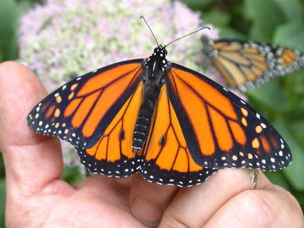 Releasing (Asclepias syriaca Common Milkweed)