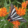 Zebra_st_topwing_6-16-04_exc_med