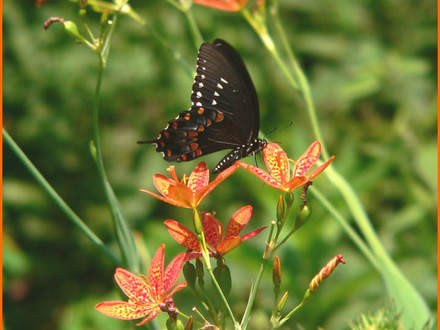 Blackberry Lily with Spicebush Swallowtail (Balemcanda chinesis)