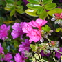 2_azeleas_____18_05_09