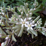 A garden flower photo (sedum hispanicum)