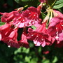 Weigela 'Bristol Ruby' (Weigela 'Bristol Ruby')