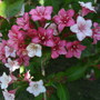 Weigela 'Carnaval' (Weigela 'Carnaval')