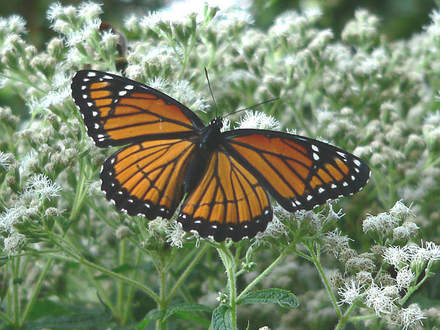Viceroy Butterfly (Eupatorium perfoliatum)