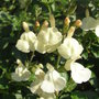Salvia greggii 'Devon Cream' - 2009 (Salvia greggii 'Devon Cream')