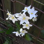 Solanum laxum 'Album' - 2009 (Solanum jasminoides)