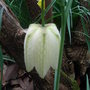Fritillaria_meleagris_-_white_form