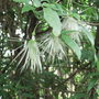 Clematis_napaulensis_-_seedheads