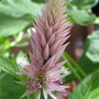 Celosia Spicata Plumosa - Flamingo Feathers (Celosia Spicata Plumosa)