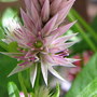 Celosia Spicata Plumosa up close (Celosia Spicata Plumosa)