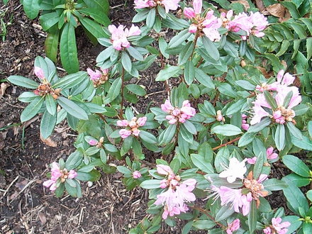 Rhododendron 'Pintail' (Rhododendron 'Pintail')