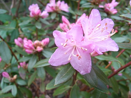 Rhododendron 'Pintail' - close-up (Rhododendron 'Pintail')