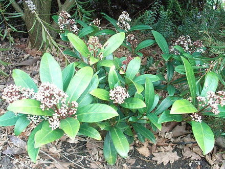 Skimmia japonica - male (Skimmia japonica)
