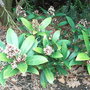 Skimmia_japonica__rubella_
