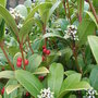 Skimmia_japonica__unknown_female_