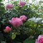 Constance_spry_2