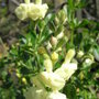 Salvia x jamensis 'Skylights Primrose' (Salvia x jamensis 'Skylights Primrose')