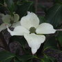Cornus Kousa 'Cherokee' (Cornus kousa 'Cherokee')