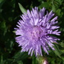 Erigeron 'Azure Fairy' (Erigeron)