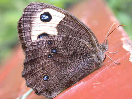 Common Wood-nymph