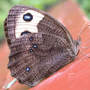Wood_nymph_commonclose_8-14-03