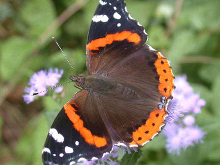 Red Admiral on Mistflower (Laportea canadensis)