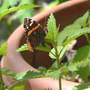 Red_admiral_oviposit3_wood_nettle_5-06-07_med