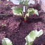 beets
