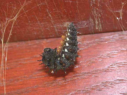 Red Admiral Larva in 