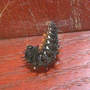 Red Admiral Larva in "J" Position (Laportea canadensis)
