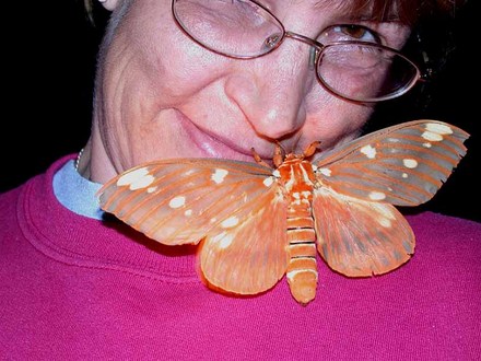 Regal Moth, Citheronia regalis (Rhus glabra)
