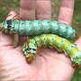 Regalis_top_hit_ground_bottom_still_eating_8-27-06_med