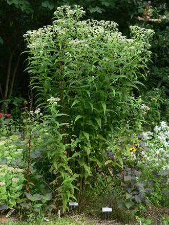 Boneset, Eupatorium perfoliatum (Eupatorium perfoliatum)