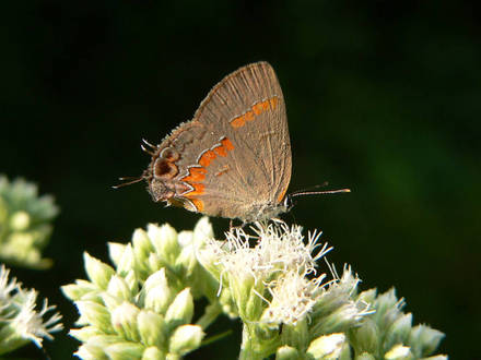 Red-banded Hairstreak on Boneset (Eupatorium perfoliatum)