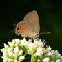Red-banded Hairstreak on Boneset (Eupatorium perfoliatum)